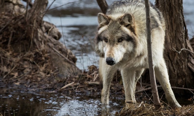 Обои морда, вода, дерево, хищник, волк, face, water, tree, predator, wolf разрешение 2048x1365 Загрузить