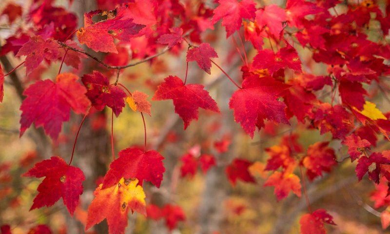 Обои природа, листья, макро, ветки, осень, nature, leaves, macro, branches, autumn разрешение 2595x1730 Загрузить