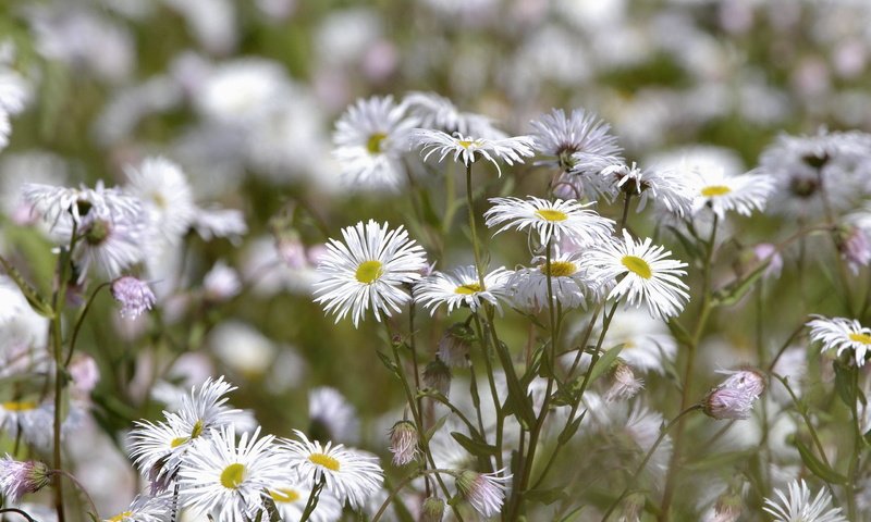 Обои цветы, поляна, белые, хризантемы, flowers, glade, white, chrysanthemum разрешение 2560x1701 Загрузить