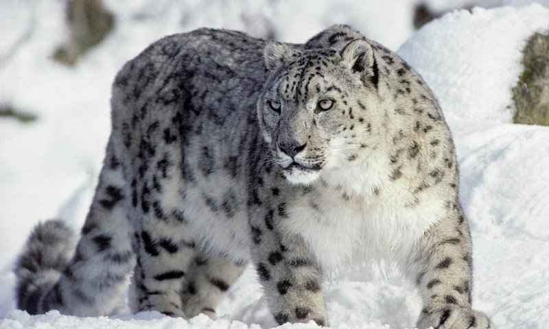 Обои хищник, снежный барс, ирбис, снежный леопард, predator, snow leopard, irbis разрешение 1920x1200 Загрузить