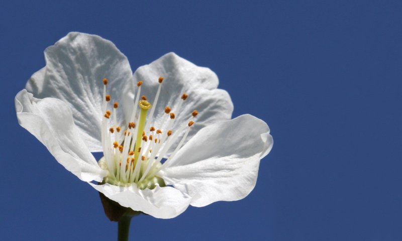 Обои небо, макро, цветок, белый, весна, яблоня, leo.lopez, the sky, macro, flower, white, spring, apple разрешение 2048x1269 Загрузить