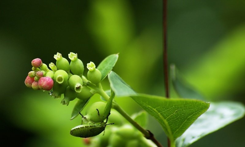 Обои листья, жук, насекомое, ягода, растение, стебель, leaves, beetle, insect, berry, plant, stem разрешение 2178x1200 Загрузить