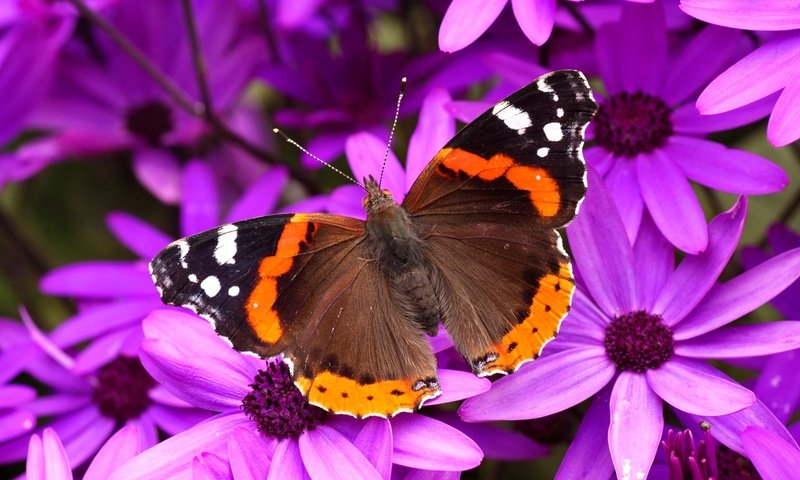 Обои цветы, насекомое, лепестки, бабочка, крылья, мотылек, адмирал, flowers, insect, petals, butterfly, wings, moth, admiral разрешение 1920x1253 Загрузить