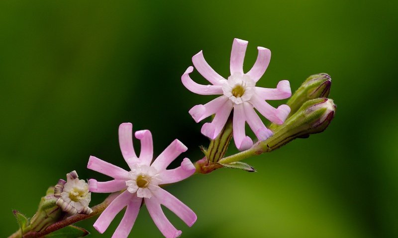 Обои цветение, макро, цветок, розовый, растение, яркий, ziva & amir, лихнис, flowering, macro, flower, pink, plant, bright, lychnis разрешение 4306x2897 Загрузить