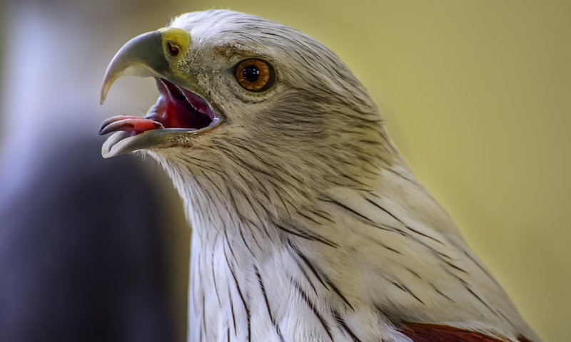 Обои орел, птицы, клюв, хищная, eagle, birds, beak, predatory разрешение 2048x1365 Загрузить