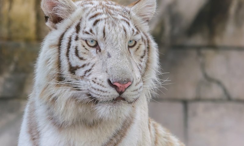 Обои тигр, взгляд, белый, хищник, большая кошка, tiger, look, white, predator, big cat разрешение 2048x1638 Загрузить