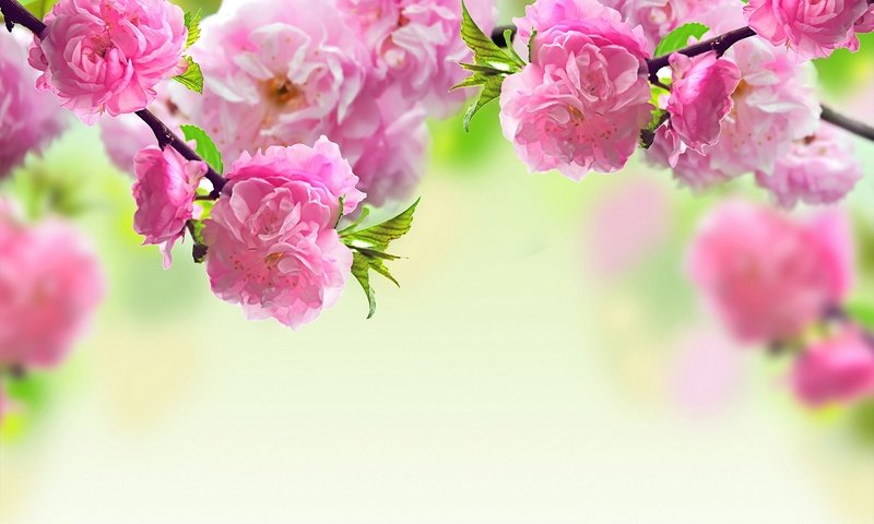 Обои цветы, природа, цветение, ветки, весна, сакура, flowers, nature, flowering, branches, spring, sakura разрешение 1920x1200 Загрузить