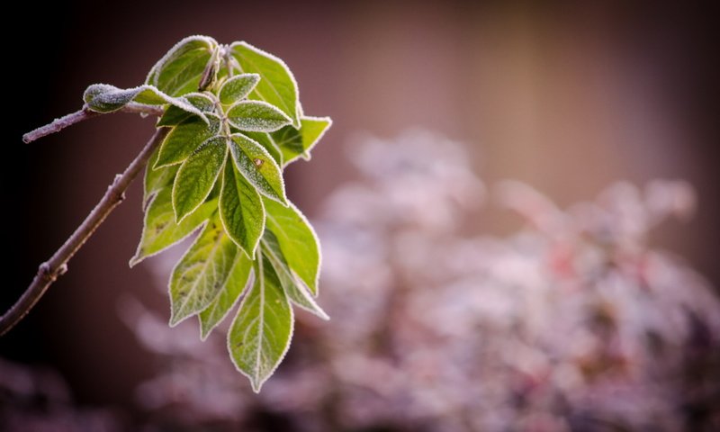 Обои ветка, природа, листья, макро, иней, branch, nature, leaves, macro, frost разрешение 2560x1600 Загрузить