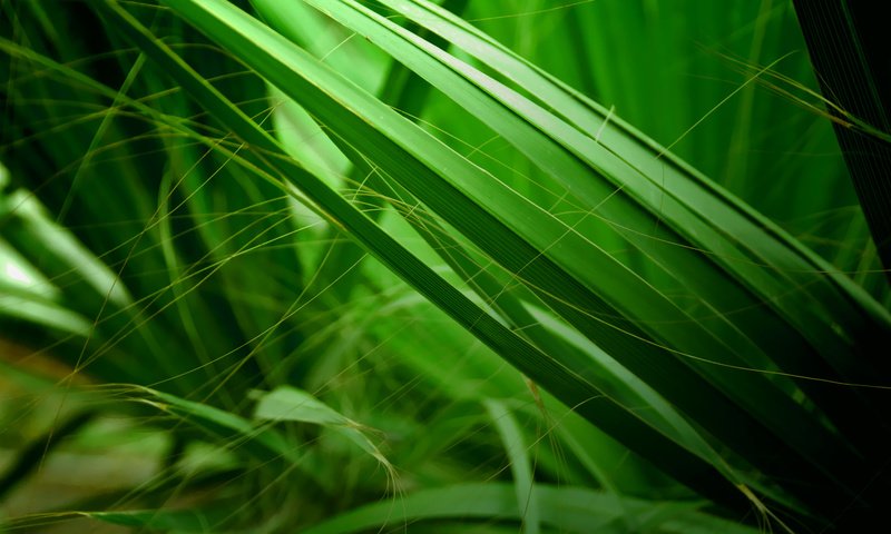 Обои трава, природа, зелёный, макро, фон, grass, nature, green, macro, background разрешение 1920x1200 Загрузить