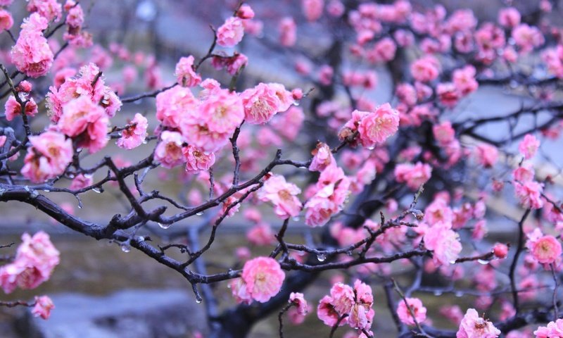 Обои цветы, вода, капли, япония, киото, весна, императорский сад, flowers, water, drops, japan, kyoto, spring, imperial garden разрешение 2048x1365 Загрузить