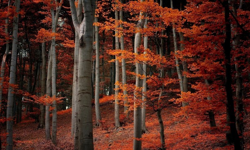 Обои деревья, природа, лес, листья, ветки, осень, оранжевые, trees, nature, forest, leaves, branches, autumn, orange разрешение 1920x1080 Загрузить