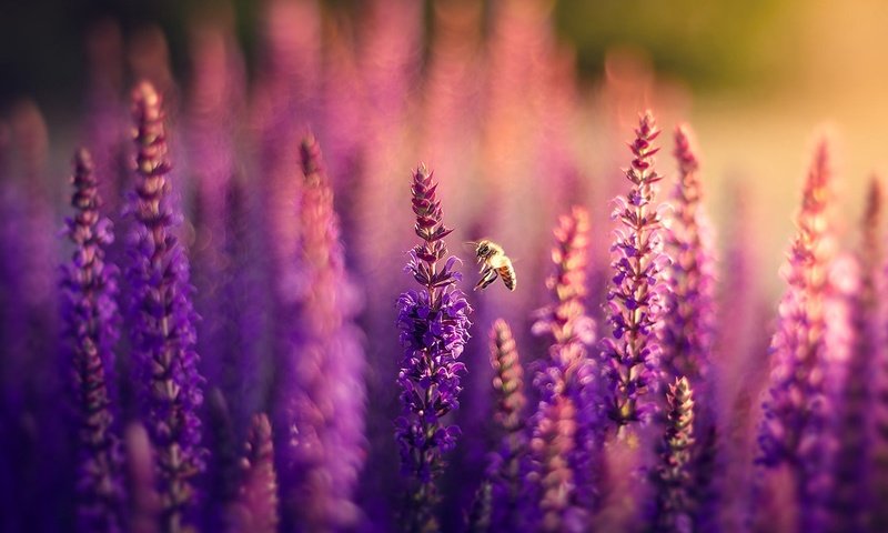 Обои цветы, природа, поле, лаванда, пчела, боке, сиреневые, flowers, nature, field, lavender, bee, bokeh, lilac разрешение 1920x1282 Загрузить