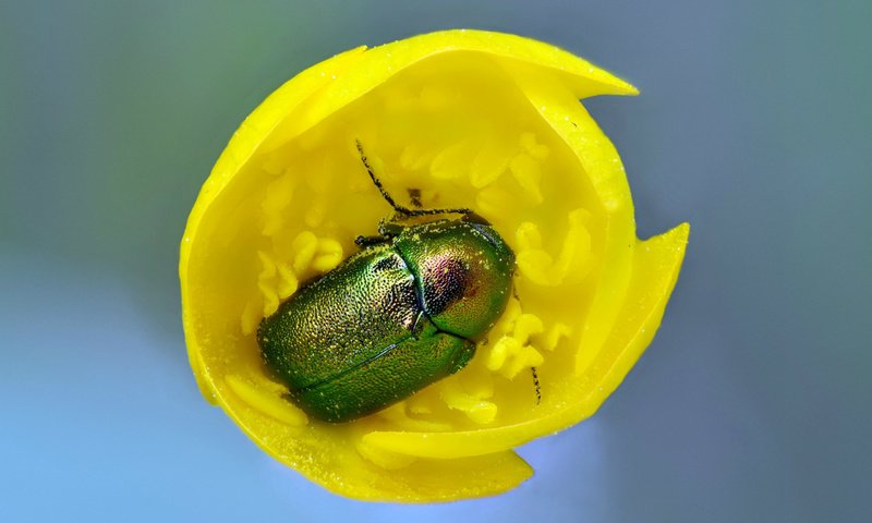 Обои желтый, жук, макро, насекомое, цветок, тюльпан, майский жук, yellow, beetle, macro, insect, flower, tulip, chafer разрешение 2560x1600 Загрузить