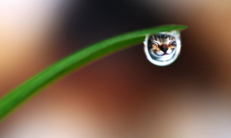 Обои трава, макро, улыбка, кот, капля, прикольная улыбка, grass, macro, smile, cat, drop, cool smile разрешение 2547x1200 Загрузить