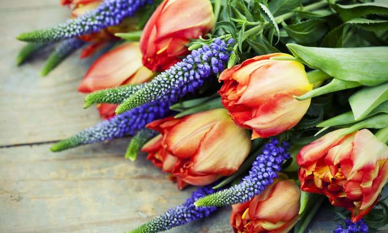 Обои цветы, природа, букет, тюльпаны, люпины, flowers, nature, bouquet, tulips, lupins разрешение 2048x1365 Загрузить