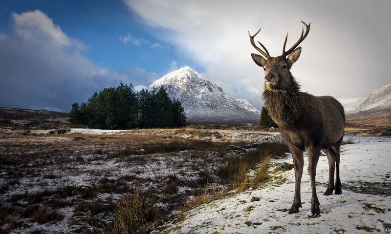 Обои природа, олень, зима, фон, рога, nature, deer, winter, background, horns разрешение 1920x1145 Загрузить