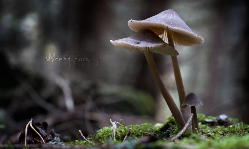 Обои природа, макро, грибы, mycena pura, nature, macro, mushrooms разрешение 1920x1213 Загрузить