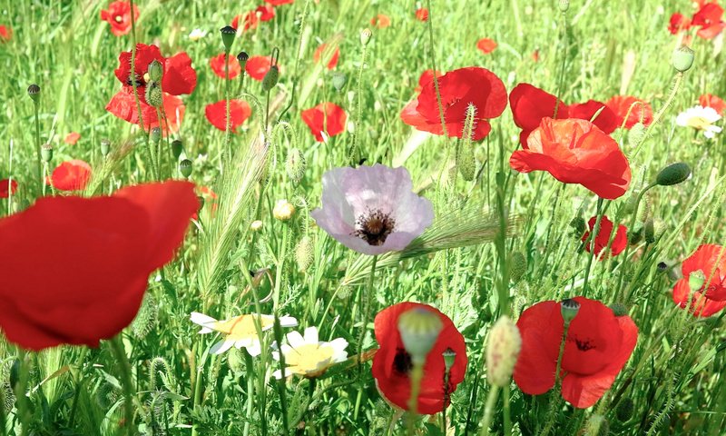 Обои цветы, трава, поле, маки, луг, flowers, grass, field, maki, meadow разрешение 2048x1295 Загрузить