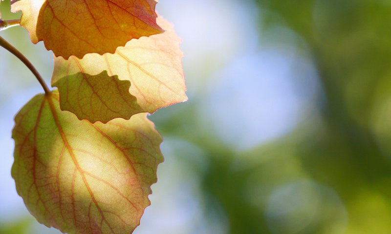 Обои природа, листья, макро, осень, блики, осенние листья, nature, leaves, macro, autumn, glare, autumn leaves разрешение 1920x1280 Загрузить