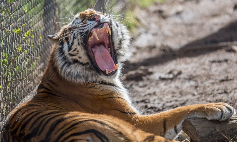 Обои тигр, клыки, хищник, зевает, зоопарк, дикая кошка, tiger, fangs, predator, yawns, zoo, wild cat разрешение 2048x1357 Загрузить