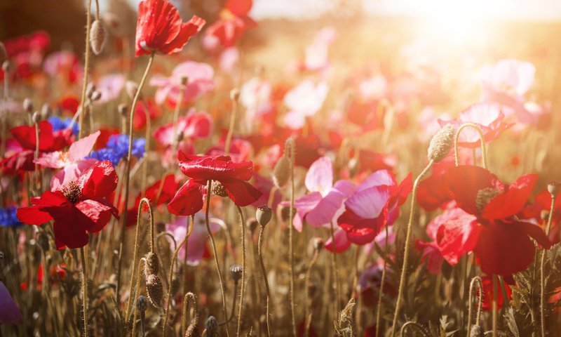 Обои цветы, природа, красные, маки, васильки, flowers, nature, red, maki, cornflowers разрешение 2048x1365 Загрузить