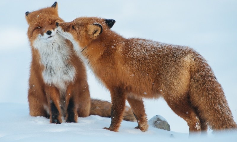 Обои снег, зима, животные, пара, хищники, лисы, snow, winter, animals, pair, predators, fox разрешение 1920x1281 Загрузить