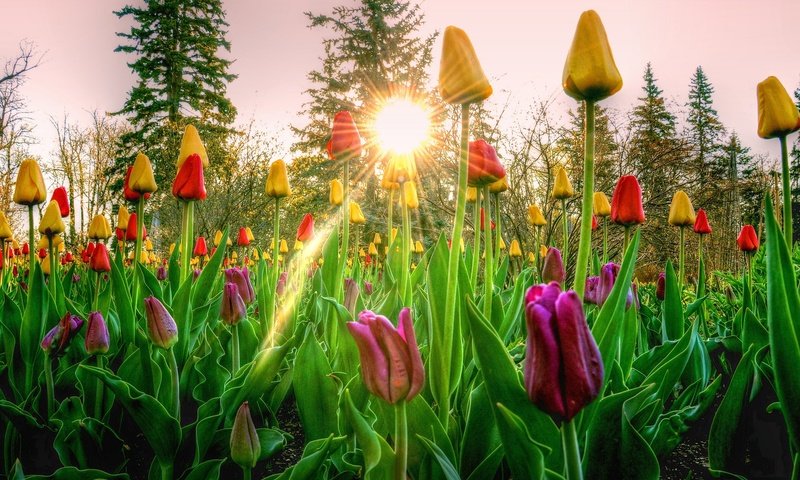 Обои небо, цветы, деревья, солнце, закат, лучи, тюльпаны, the sky, flowers, trees, the sun, sunset, rays, tulips разрешение 2048x1216 Загрузить