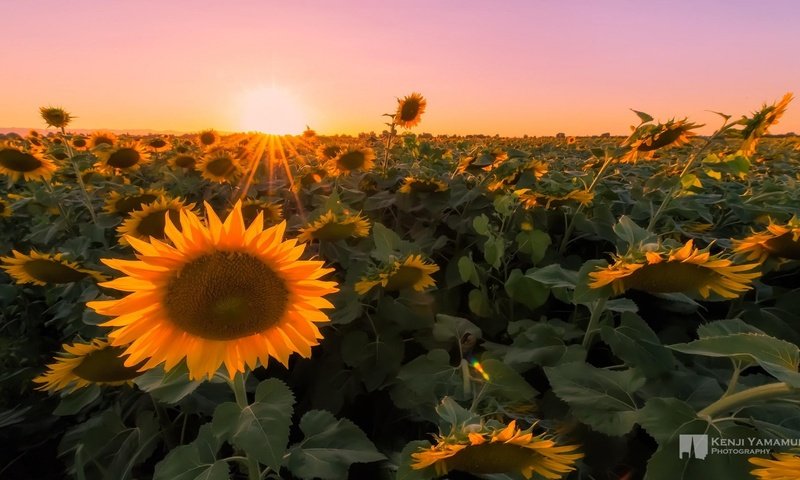 Обои закат, макро, поле, фотограф, подсолнухи, kenji yamamura, sunset, macro, field, photographer, sunflowers разрешение 1920x1080 Загрузить