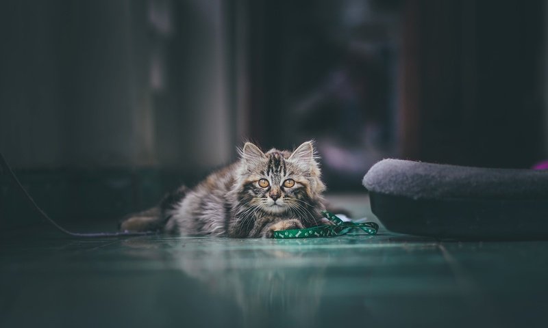 Обои фон, кошка, взгляд, background, cat, look разрешение 2048x1330 Загрузить