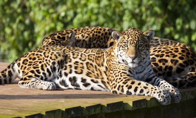 Обои кошка, ягуар, пара, отдых, дикие кошки, ягуары, cat, jaguar, pair, stay, wild cats, jaguars разрешение 2560x1600 Загрузить