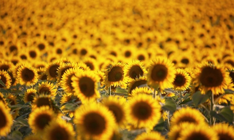 Обои цветы, поле, лето, подсолнухи, желтые, flowers, field, summer, sunflowers, yellow разрешение 2048x1361 Загрузить