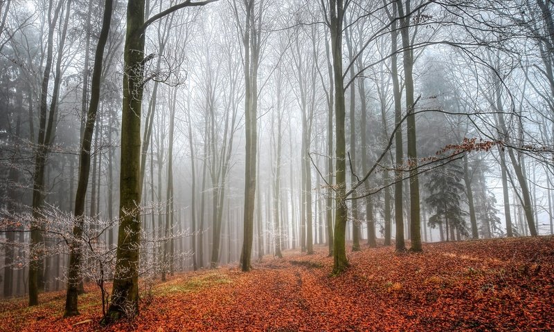 Обои деревья, лес, листья, туман, осень, trees, forest, leaves, fog, autumn разрешение 2048x1312 Загрузить