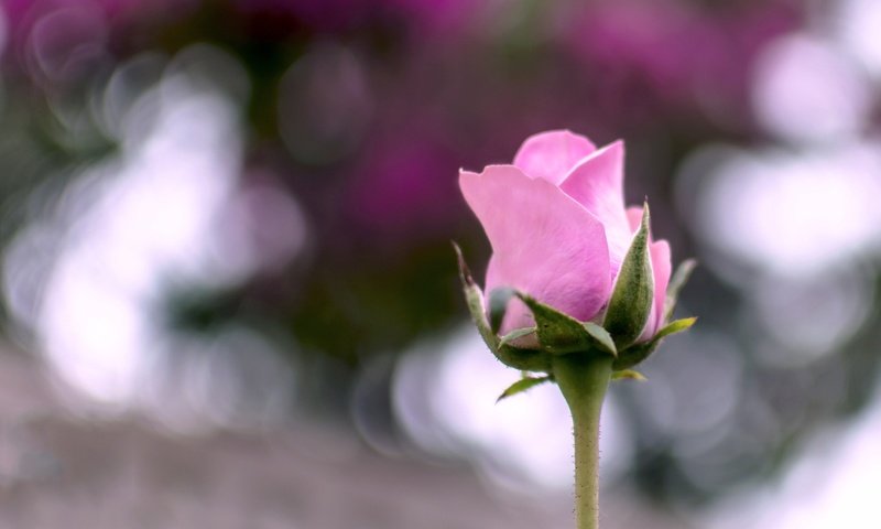 Обои макро, цветок, лето, роза, розовая, macro, flower, summer, rose, pink разрешение 2048x1301 Загрузить