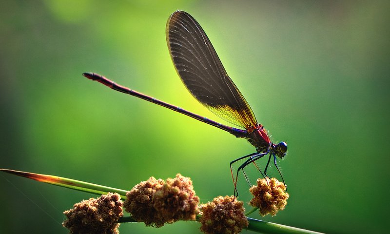 Обои обои, насекомое, вид, крылья, стрекоза, картинка, необычно, красиво, wallpaper, insect, view, wings, dragonfly, picture, unusual, beautiful разрешение 1920x1080 Загрузить