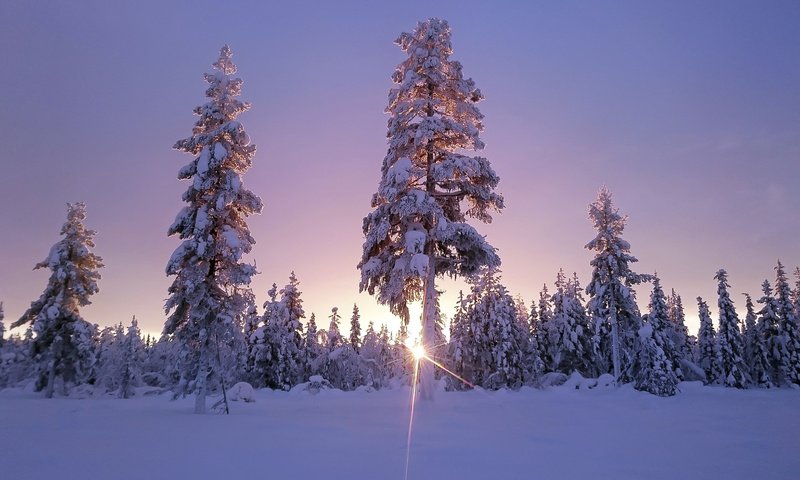 Обои небо, деревья, солнце, снег, лес, зима, солнечный свет, the sky, trees, the sun, snow, forest, winter, sunlight разрешение 1920x1200 Загрузить