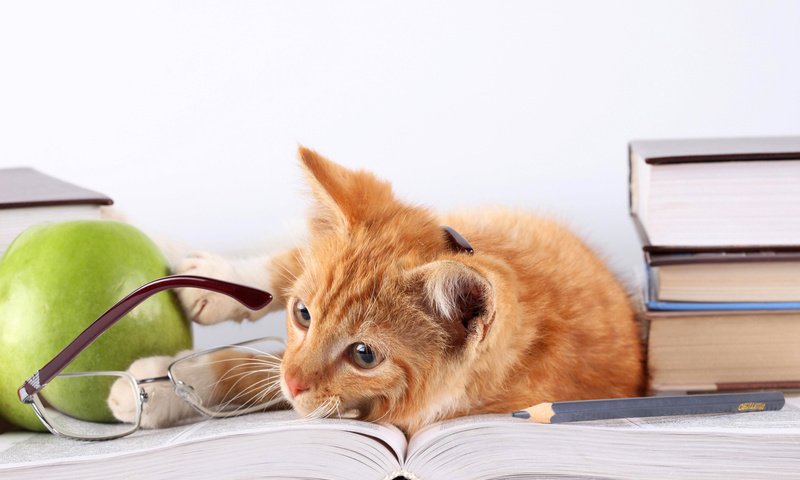 Обои кот, кошка, очки, книги, лежит, яблоко, рыжий, карандаш, cat, glasses, books, lies, apple, red, pencil разрешение 5616x3744 Загрузить