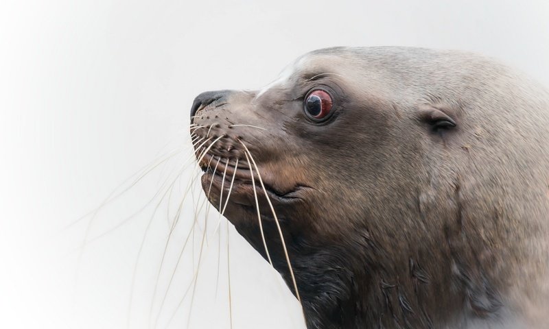 Обои природа, фон, морской лев, nature, background, sea lion разрешение 2560x1707 Загрузить