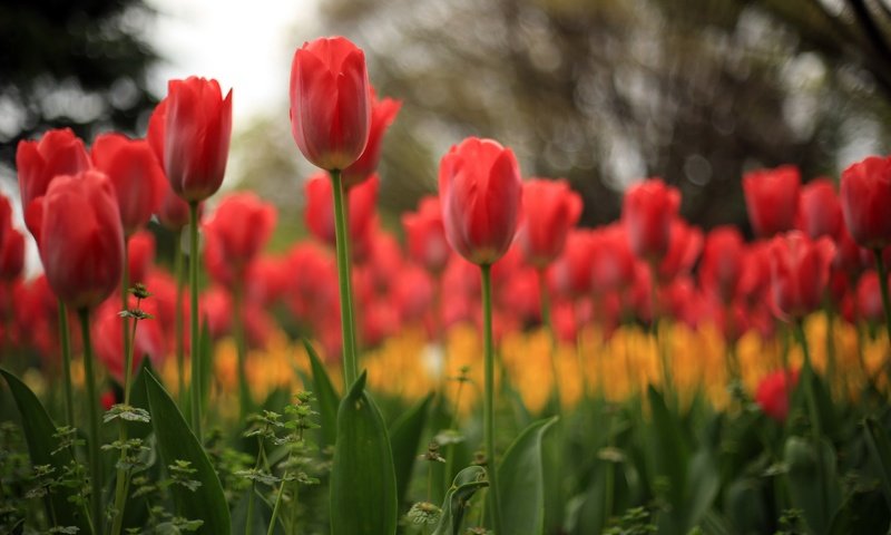 Обои цветы, природа, тюльпаны, flowers, nature, tulips разрешение 2560x1600 Загрузить