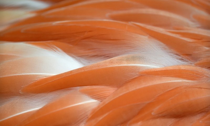 Обои фламинго, цвет, перья, flamingo, color, feathers разрешение 2048x1365 Загрузить