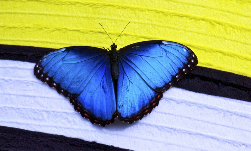 Обои макро, насекомое, бабочка, крылья, синие, морфо, macro, insect, butterfly, wings, blue, morpho разрешение 2048x1360 Загрузить
