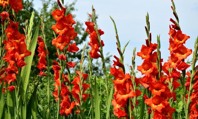 Обои цветы, трава, природа, зелень, красные, гладиолусы, gladioluses, flowers, grass, nature, greens, red, gladiolus разрешение 2900x1920 Загрузить