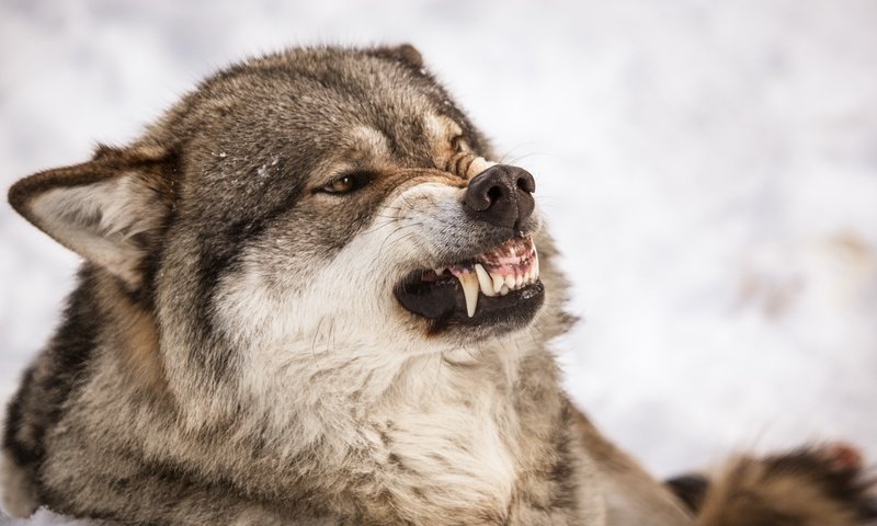 Обои природа, хищник, зубы, оскал, волк, nature, predator, teeth, grin, wolf разрешение 2560x1440 Загрузить