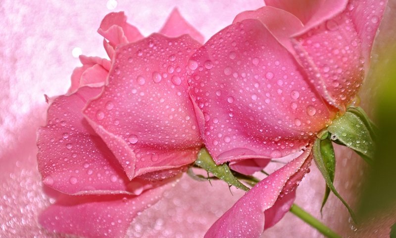 Обои цветы, вода, макро, капли, розы, лепестки, бутон, flowers, water, macro, drops, roses, petals, bud разрешение 2048x1385 Загрузить