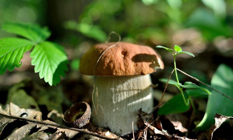 Обои природа, лес, листья, осень, гриб, nature, forest, leaves, autumn, mushroom разрешение 2700x1802 Загрузить