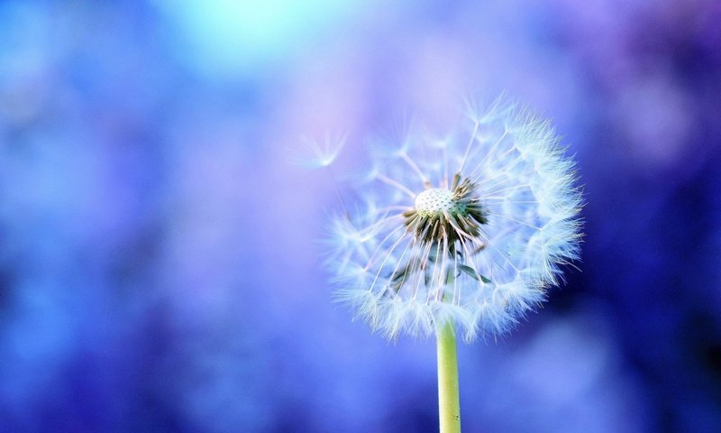 Обои фон, цветок, одуванчик, семена, одуванчики, пух, background, flower, dandelion, seeds, dandelions, fluff разрешение 2560x1600 Загрузить