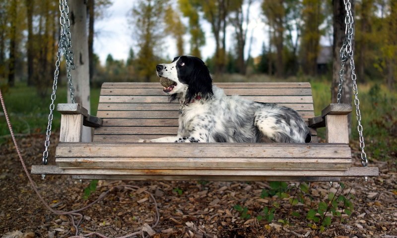Обои осень, собака, скамейка, качели, сеттер, английский сеттер, autumn, dog, bench, swing, setter, the english setter разрешение 2560x1440 Загрузить