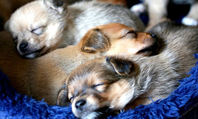 Обои подстилка, щенки, синяя, собаки, милые, спящие, litter, puppies, blue, dogs, cute, sleeping разрешение 1920x1200 Загрузить