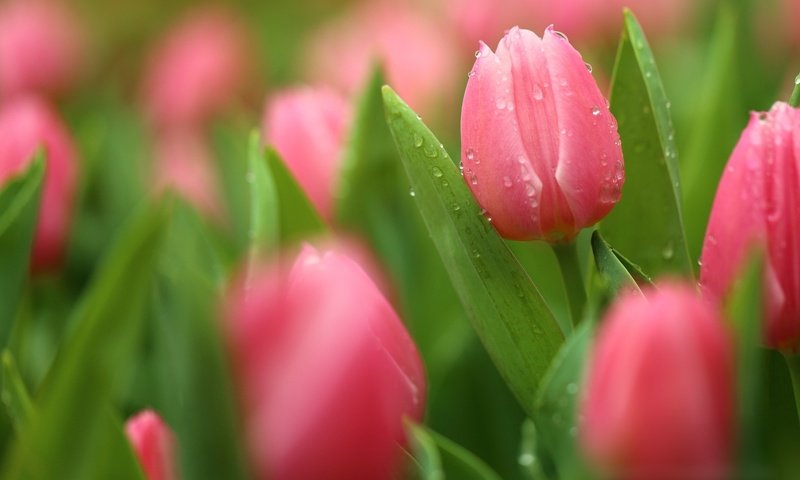 Обои цветение, бутоны, макро, капли, лепестки, тюльпаны, боке, flowering, buds, macro, drops, petals, tulips, bokeh разрешение 2048x1365 Загрузить