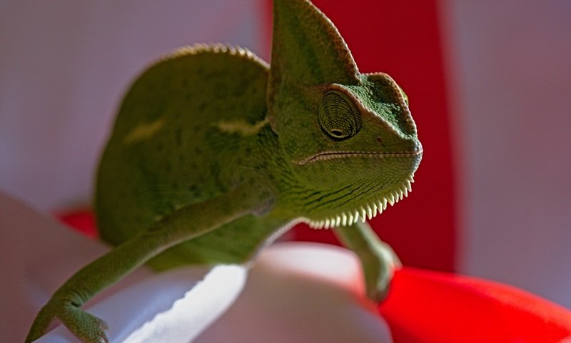 Обои макро, фон, ящерица, хамелеон, macro, background, lizard, chameleon разрешение 2560x1707 Загрузить