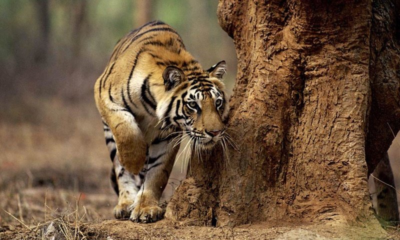 Обои тигр, морда, усы, лапы, хищник, большая кошка, охота, tiger, face, mustache, paws, predator, big cat, hunting разрешение 1920x1080 Загрузить